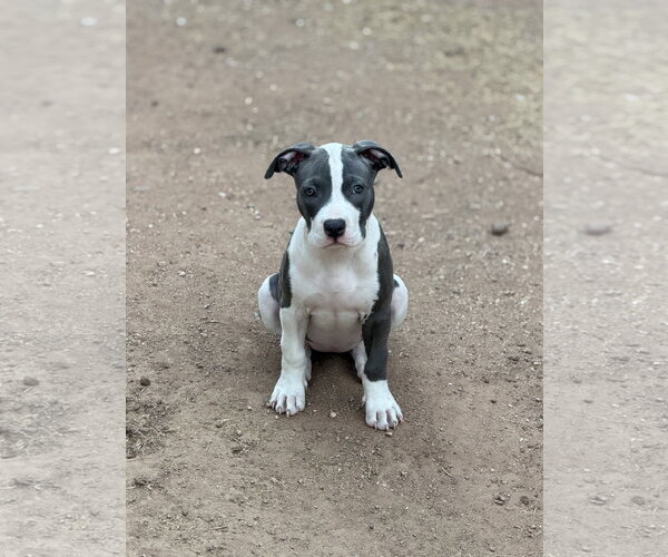 Medium Photo #5 American Pit Bull Terrier-Unknown Mix Puppy For Sale in Chandler, AZ, USA