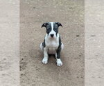 Small #4 American Pit Bull Terrier Mix