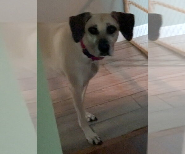 Medium Photo #10 Black Mouth Cur-Unknown Mix Puppy For Sale in Sanford, FL, USA