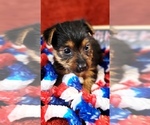 Small #5 Yorkshire Terrier