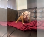 Small #9 English Bulldog