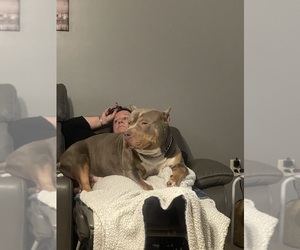Father of the American Bully puppies born on 05/29/2025