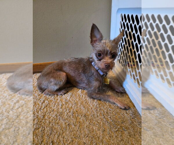 Medium Photo #4 Mutt Puppy For Sale in Andover, MN, USA