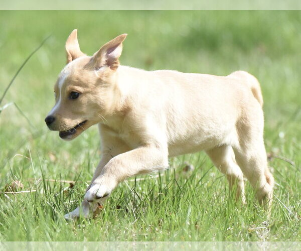 Medium Photo #4 Aussiedor Puppy For Sale in Mechanicsburg, PA, USA