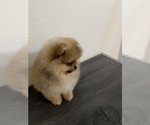 Small #2 Pomeranian
