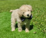 Small #10 Poodle (Miniature)