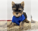 Small Photo #1 Yorkshire Terrier Puppy For Sale in CORAL SPRINGS, FL, USA