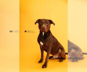 Chopo-$75 Adoption Fee! Diamond Dog! - Male Labrador Retriever-Unknown Mix Dog for Adoption - Photo #9