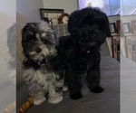 Small Photo #6 Schnoodle (Miniature) Puppy For Sale in EUNICE, LA, USA