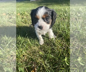 Cavalier King Charles Spaniel Puppy for sale in CARLISLE, IA, USA
