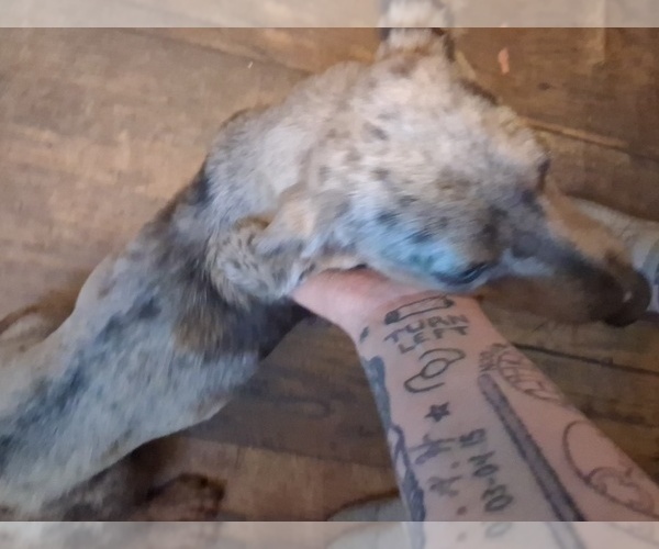 Medium Photo #1 Dachshund Puppy For Sale in BLMGTN, IN, USA
