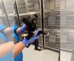 German Shepherd Dog-Unknown Mix Dogs for adoption in Houston, TX, USA