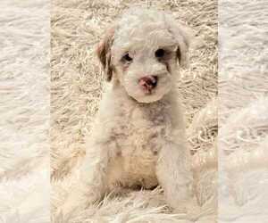 Lagotto Romagnolo-Poodle (Miniature) Mix Puppy for sale in MESA, AZ, USA