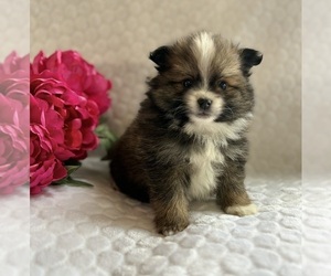 Pomeranian Puppy for sale in ROCK STREAM, NY, USA