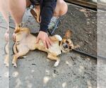 Small #11 Chi-Corgi