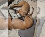 Small #5 Mutt