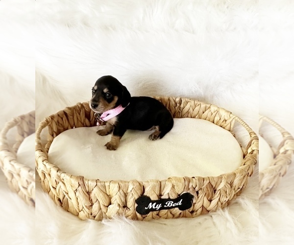 Medium Photo #2 Dachshund Puppy For Sale in DAVIS, CA, USA