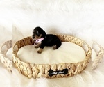 Small #1 Dachshund