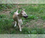 Small #17 Labrador Retriever Mix