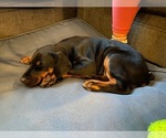 Small Photo #14 Doberman Pinscher Puppy For Sale in HUNTSBURG, OH, USA