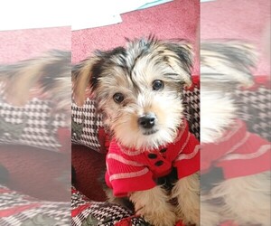 Morkie Puppy for sale in WASHINGTON, DC, USA