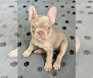 French Bulldog Puppy for sale in CORAL SPRINGS, FL, USA