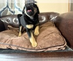 Small #6 Carlin Pinscher