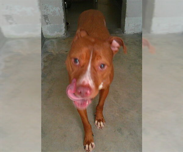 Medium Photo #1 Mutt Puppy For Sale in Sanford, FL, USA