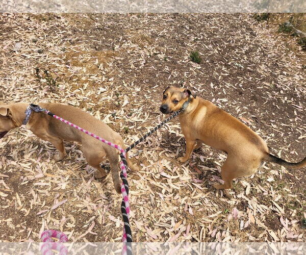 Medium Photo #5 Boxador Puppy For Sale in Newport Beach, CA, USA