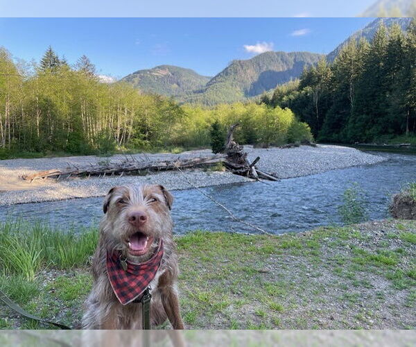 Medium Photo #7 German Shorthaired Pointer-Unknown Mix Puppy For Sale in Bellingham, WA, USA