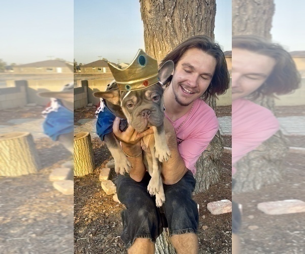 Medium Photo #32 French Bulldog Puppy For Sale in KANSAS CITY, MO, USA