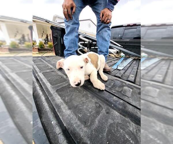 Medium Photo #1 American Staffordshire Terrier-Unknown Mix Puppy For Sale in San Antonio, TX, USA