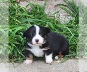 Aussie-Corgi Puppy for sale in PRIMROSE, NE, USA
