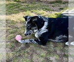 Small #4 Mutt