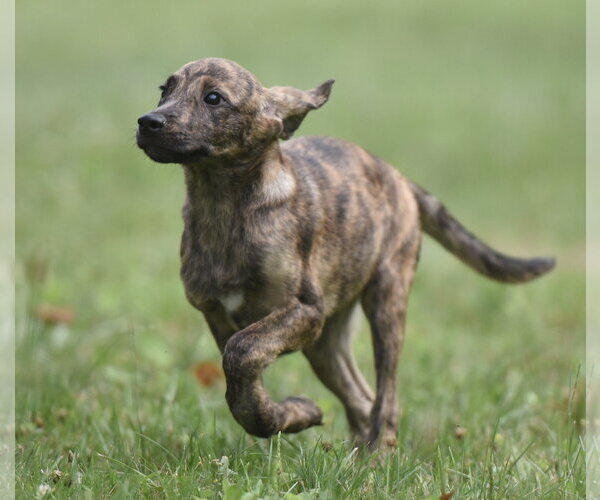 Medium Photo #7 Plott Hound-Unknown Mix Puppy For Sale in Mechanicsburg, PA, USA