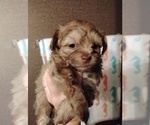 Small #3 ShihPoo