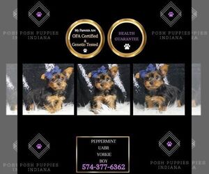 Yorkshire Terrier Puppy for sale in WARSAW, IN, USA