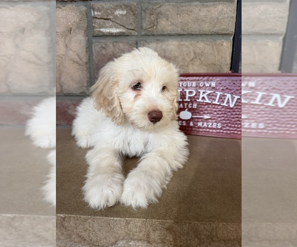 Medium Photo #5 Portuguese Water Dog Puppy For Sale in SWARTZ CREEK, MI, USA