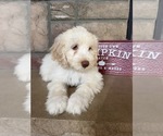 Small Photo #5 Portuguese Water Dog Puppy For Sale in SWARTZ CREEK, MI, USA