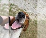 Small #5 Coonhound
