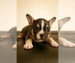 Small #1 French Bulldog