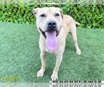Small American Pit Bull Terrier-Labrador Retriever Mix