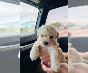 Maltipoo Puppy for sale in EL PASO, TX, USA