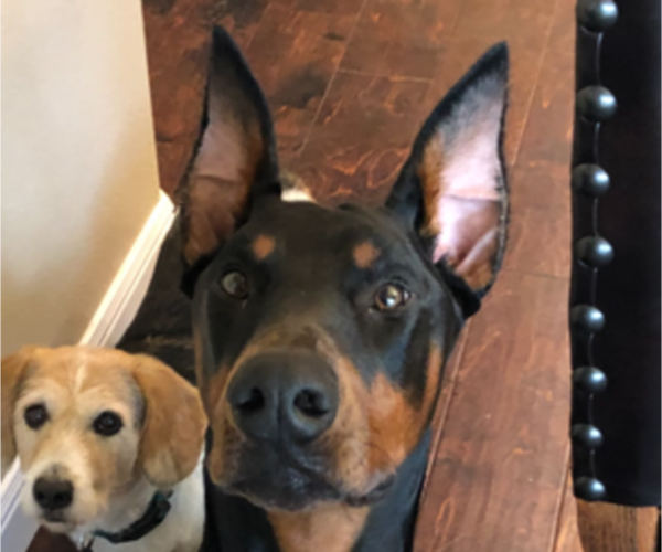 Medium Photo #1 Doberman Pinscher Puppy For Sale in DUBLIN, TX, USA