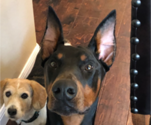 Father of the Doberman Pinscher puppies born on 06/13/2026