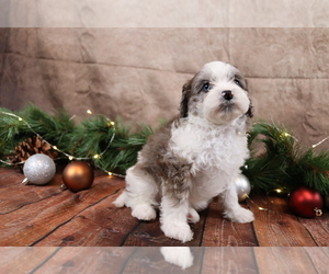 Cavapoo (Toy) Puppy for sale in WEST SALEM, OH, USA
