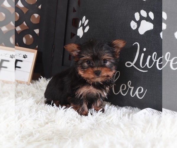 Medium Photo #1 Yorkshire Terrier Puppy For Sale in MOUNT VERNON, OH, USA