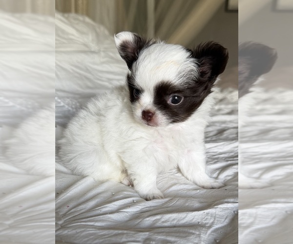 Medium Photo #4 Chihuahua Puppy For Sale in RENO, NV, USA