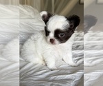 Small #3 Chihuahua