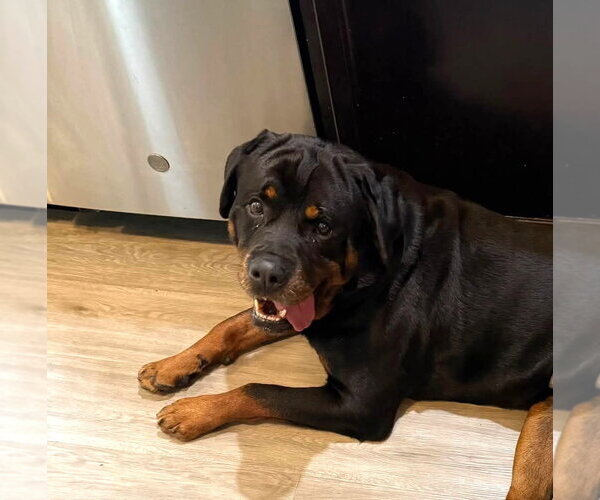 Medium Photo #1 Rottweiler Puppy For Sale in Wheaton, IL, USA